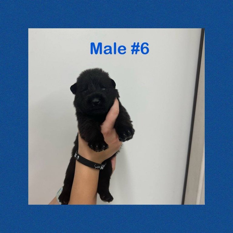Male #6
