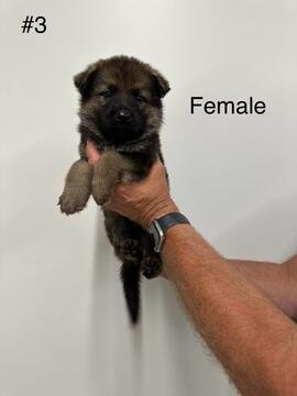 Female #3