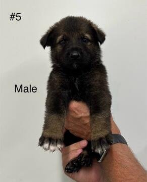 Male #5