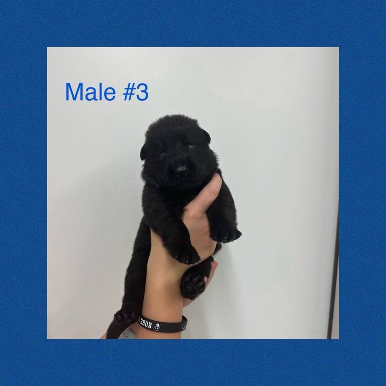 Male #3