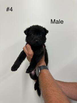 Male #4