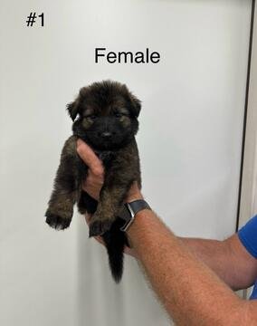 Female #1