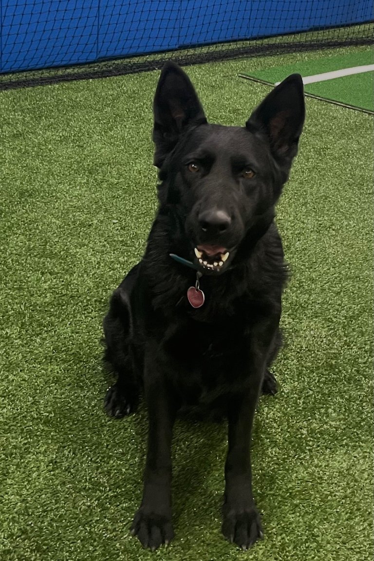 Piper