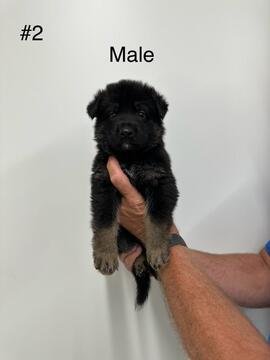 Male #2