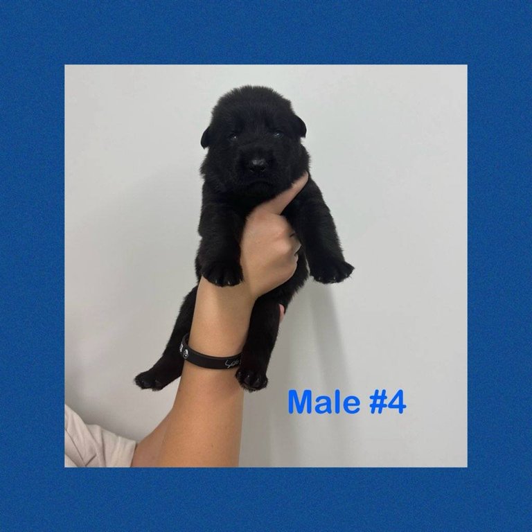 Male #4