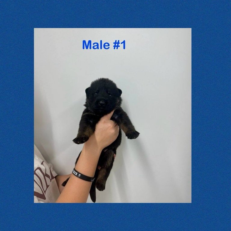 Male #1