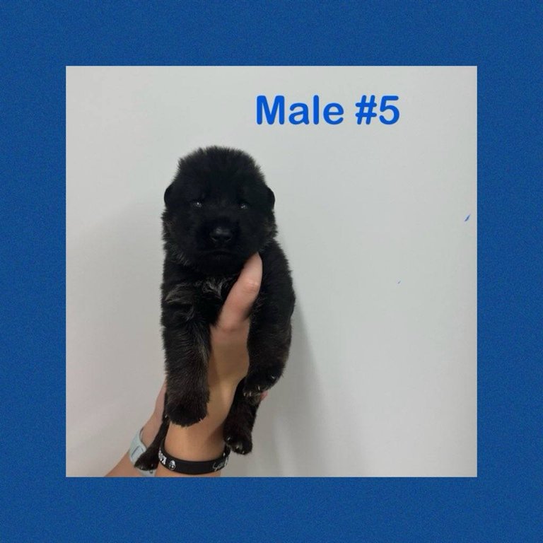 Male #5