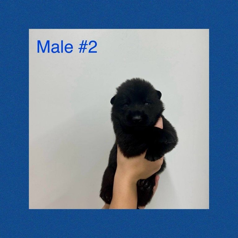 Male #2